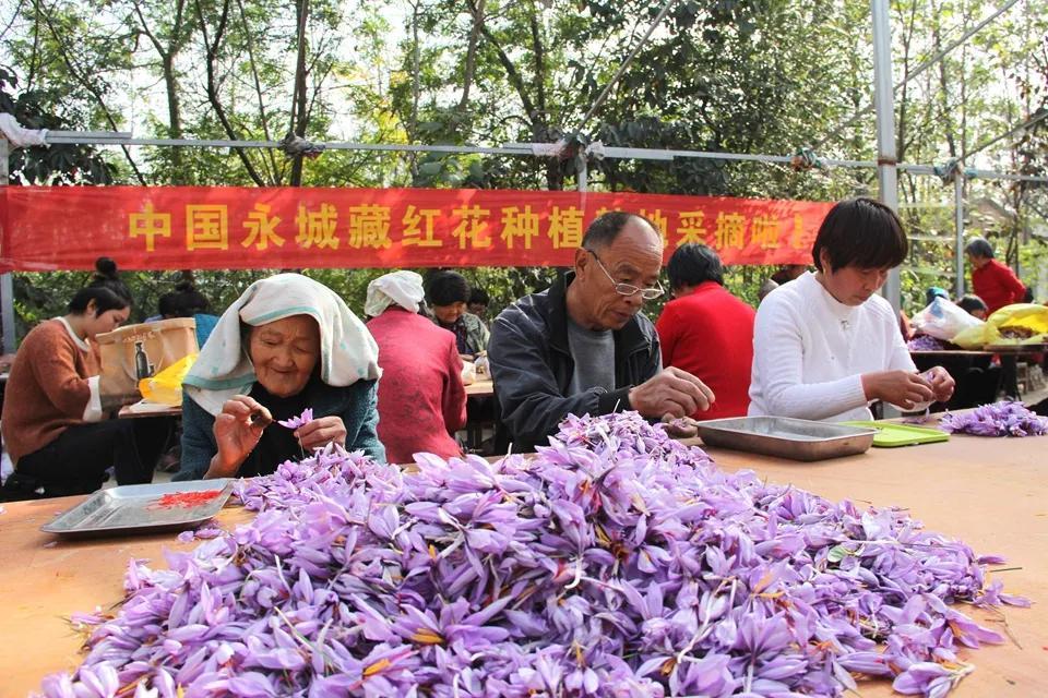 亳州白芷行情深度解析，市場(chǎng)走勢(shì)及行情概覽